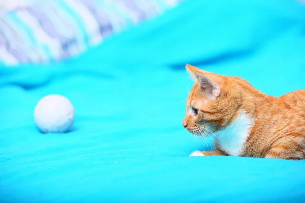 Animals at home - red cute little cat pet kitty on bed — Stock Photo, Image