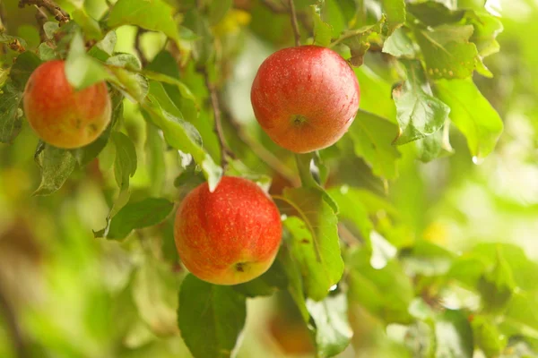 Rött äpple som växer på träd. Naturprodukter. — Stockfoto
