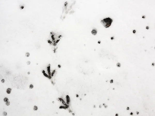 Sendero de aves en la nieve fresca — Foto de Stock