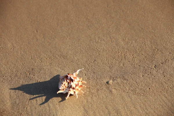 Sea shell met zand — Stockfoto