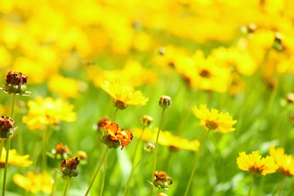 Gele bloemen in de tuin schitterden bij de zon — Stockfoto