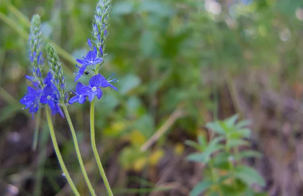 Closeup meadow blue flowers. Wildflower in forest. Nature. — Stock Photo, Image