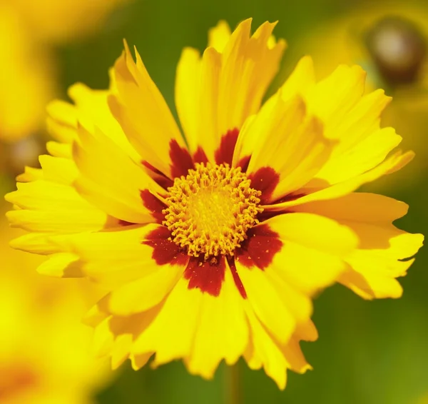 Gula blommor i trädgården skimrade vid solen — Stockfoto