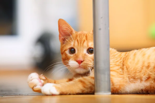 Animales en casa - gatito pequeño gato lindo rojo en el suelo — Foto de Stock