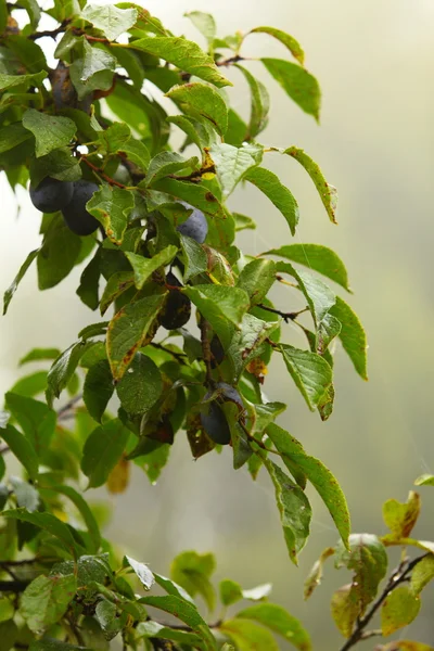 Fioletowe śliwki rosnące na drzewie. produkty naturalne. — Zdjęcie stockowe
