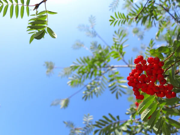 Φθινοπωρινά μούρα σμέουρα. Sorbus aucuparia — Φωτογραφία Αρχείου