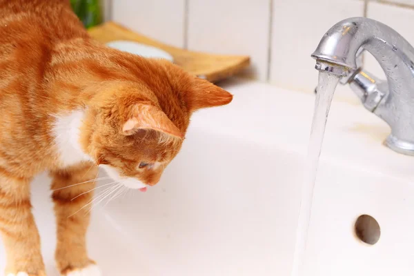 Animais em casa gato vermelho pet kitty água potável no banheiro — Fotografia de Stock