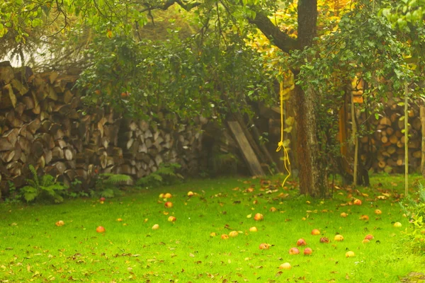 Outono no jardim, maçãs vermelhas no chão pilha de lenha — Fotografia de Stock