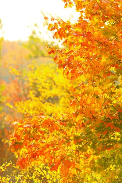 Heldere herfstbladeren in de natuurlijke omgeving — Stockfoto