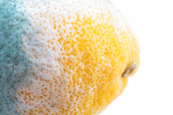 Green moldy lemon citrus fruit. — Stock Photo, Image