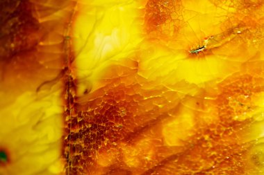 Closeup of golden amber as background or texture. Resin gem. clipart