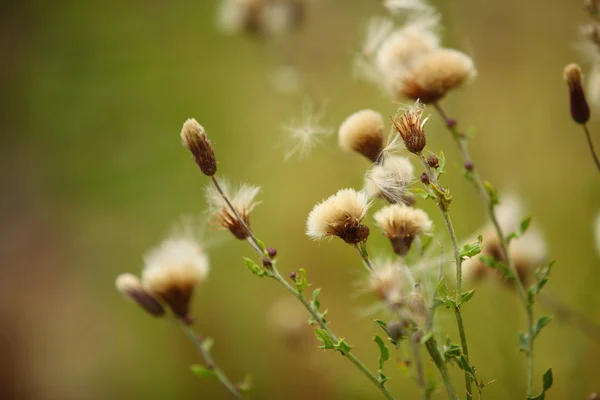 Flores do prado no fundo verde desfocado — Fotografia de Stock