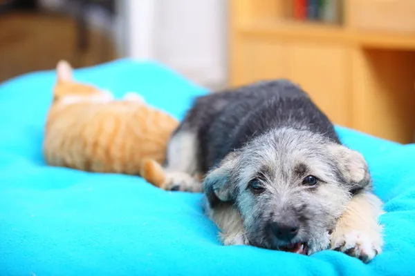 Zwierzęta w domu pies i kot bawią się razem w łóżku — Zdjęcie stockowe