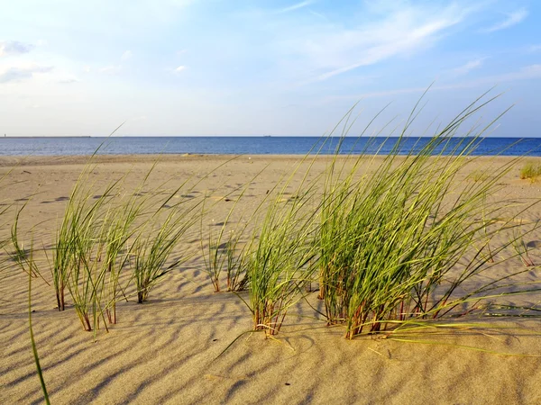 Baltic sea grassy sand dunes in the foreground — Stock Photo, Image