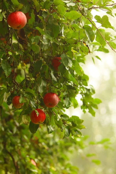 Czerwone jabłko rośnie na drzewie. Produkty naturalne. — Zdjęcie stockowe
