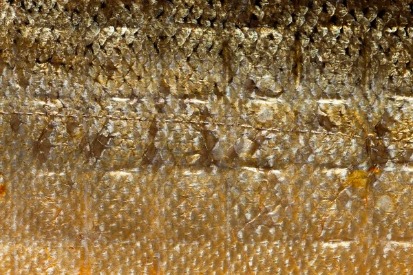 Closeup shiny scales salmon fish as food animal background texture — Stock Photo, Image