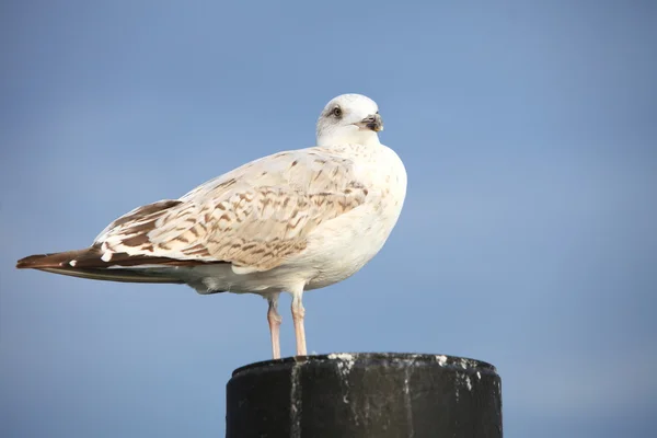 Seagul přímořské pták sedící na trubku na moře — Stock fotografie