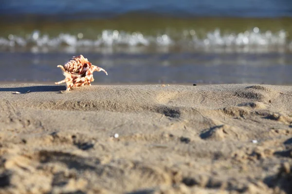 Sea shell on beach at ocean background — Stock Photo, Image