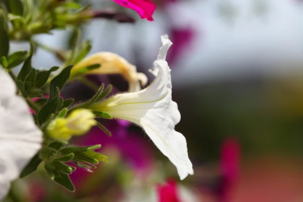 Pembe Beyaz Petunya çiçek bitki Bahçe. — Stok fotoğraf