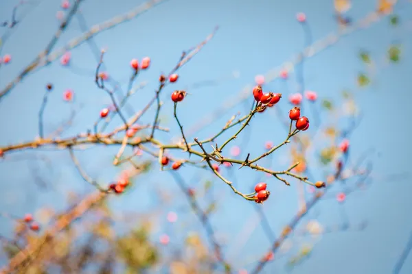 Bayas de espino rojo, frutas silvestres sanas, cielo azul —  Fotos de Stock