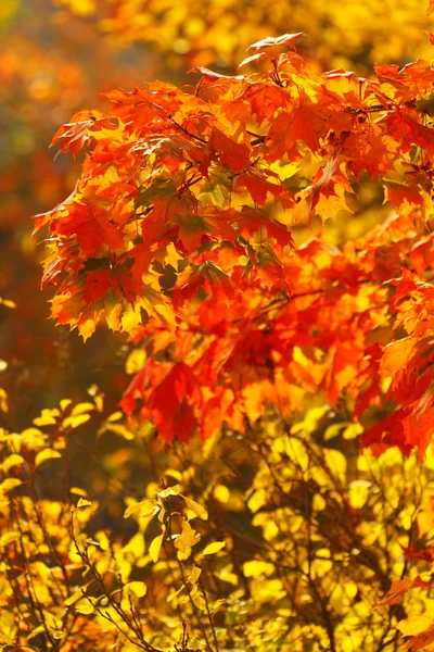 Doğal ortamda parlak sonbahar yaprakları — Stok fotoğraf