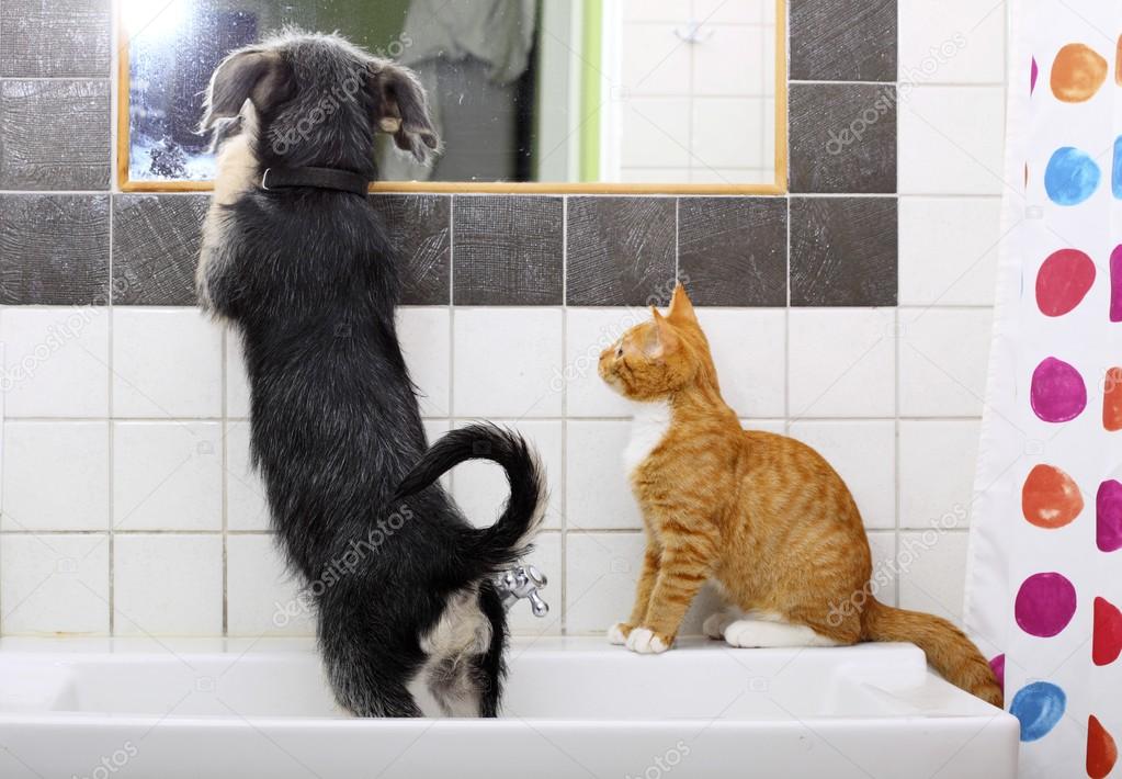 Evdeki hayvanlar köpek ve kedi tuvalette birlikte oynuyorlar. Stok