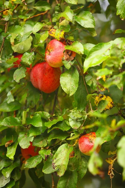 Czerwone jabłko rośnie na drzewie. Produkty naturalne. — Zdjęcie stockowe