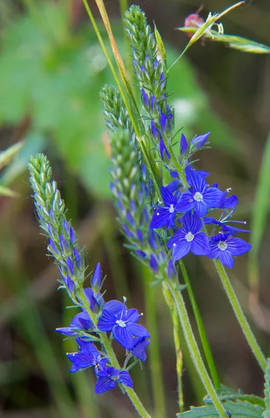 Closeup meadow blue flowers. Wildflower in forest. Nature. — Stock Photo, Image