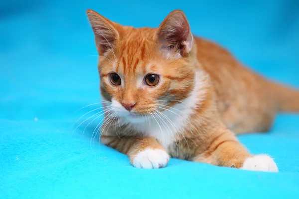Djur hemma - röd söt liten katt sällskapsdjur katt på sängen — Stockfoto