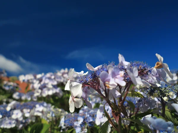 Hydrangea Aspera Makrofyla hortensia květiny — Stock fotografie
