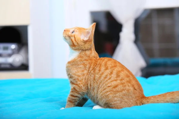 Animals at home - red cute little cat pet kitty on bed — Stock Photo, Image