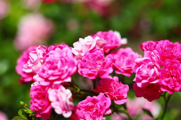 Bush of pink roses outdoor — Stock Photo, Image