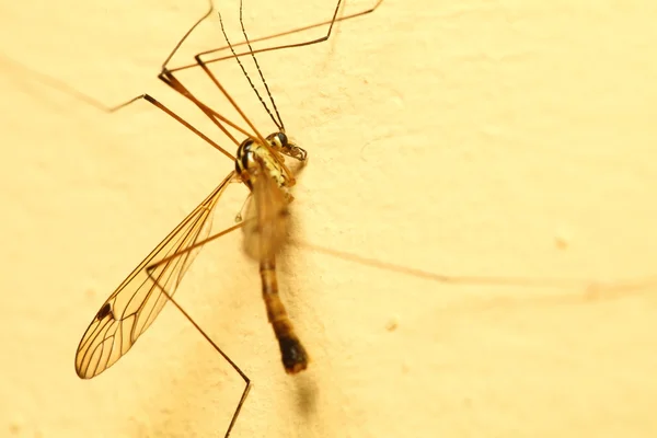Mosquito sentado en la pared interior —  Fotos de Stock