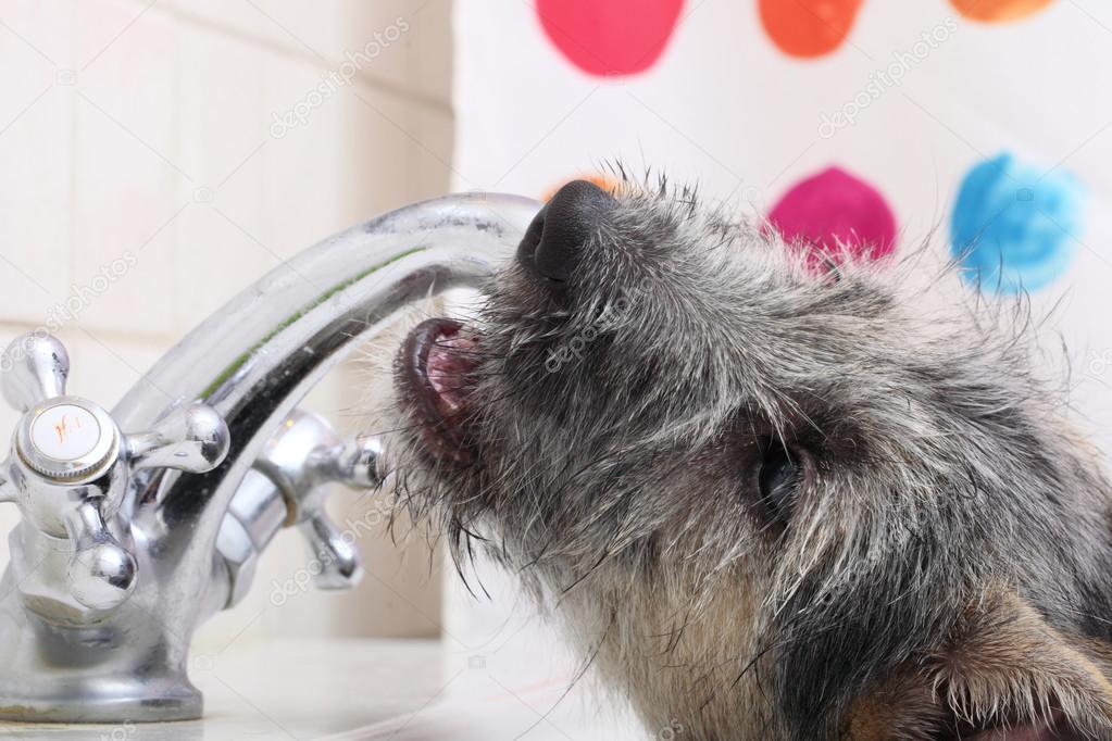 Animals at home dog pet drinking water in bathroom Stock Photo by  ©Voyagerix 40043865