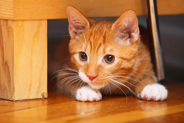 Djur hemma - röd söt liten katt husdjur kitty på golvet — Stockfoto
