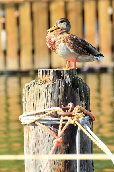 Vrouwelijke eend mallard in poort wilde eend — Stockfoto