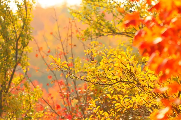 Jasna jesień liście w środowisku naturalnym — Zdjęcie stockowe