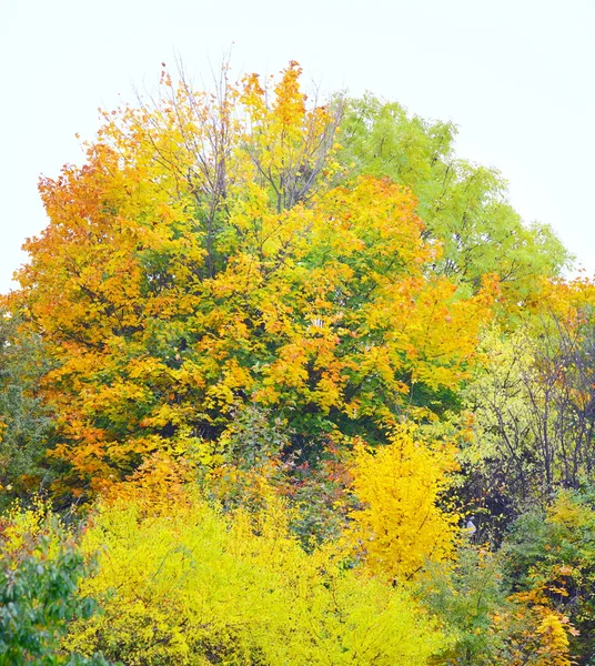Schöne Herbstbäume. Herbstliche Landschaft. — Stockfoto