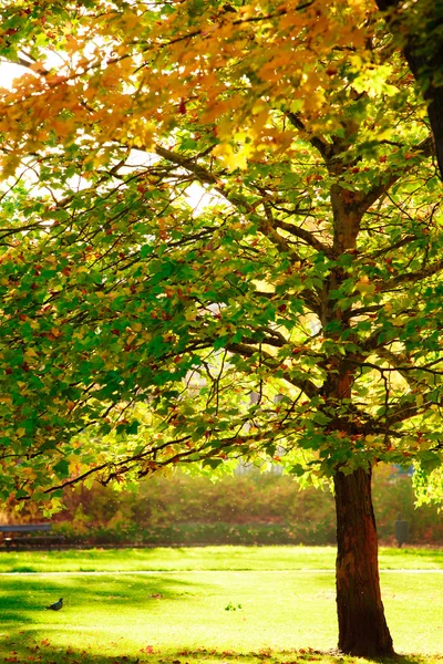 Bela árvore com folhas coloridas no parque outonal. Natureza . — Fotografia de Stock