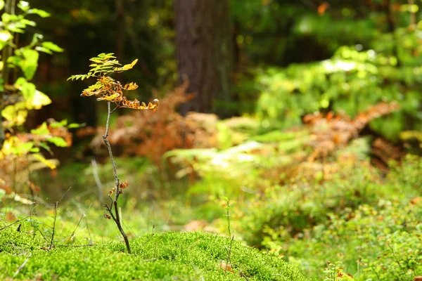 Moosiges Unterholz im Herbstwald — Stockfoto