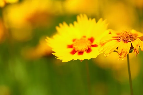 Bahçedeki sarı çiçekler güneşte parlıyordu. — Stok fotoğraf