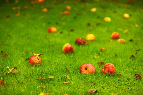 Fond d'automne, pommes rouges au sol dans le jardin — Photo