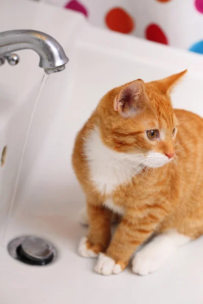 Animales en casa gato rojo gato gatito beber agua en baño —  Fotos de Stock