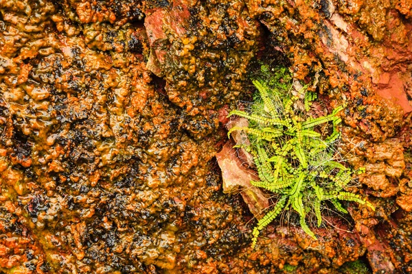 Achtergrond van oranje rots voor natte stenen muur met groene planten — Stockfoto