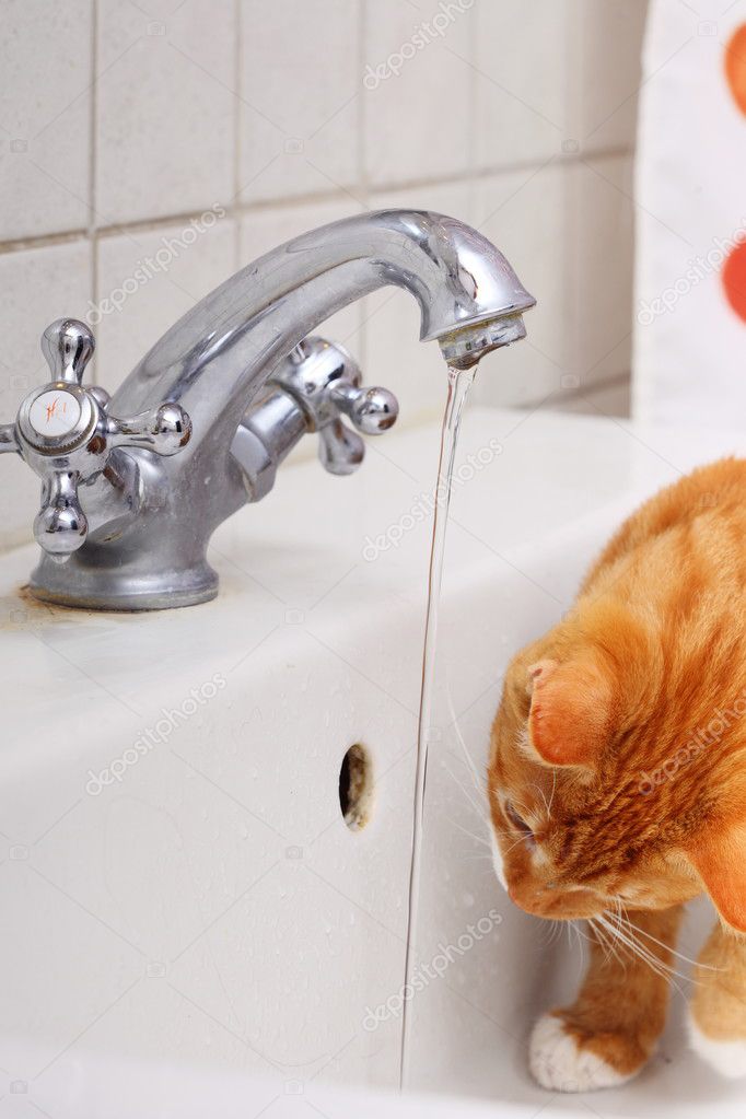 Animals At Home Red Cat Pet Kitty Drinking Water In Bathroom