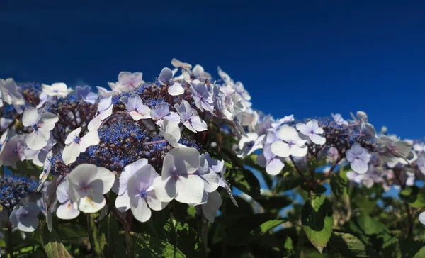 Hortensia Aspera Macrophylla hortensia bloemen — Stockfoto