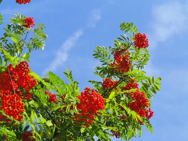 Outono rowan bagas ashberry. Sorbus aucuparia — Fotografia de Stock