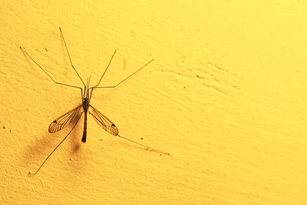 Mosquito sentado na parede interior — Fotografia de Stock