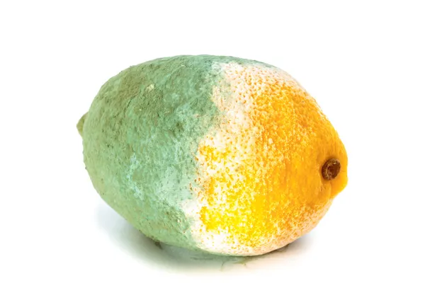 Green moldy lemon citrus fruit isolated. Damaged food. — Stock Photo, Image