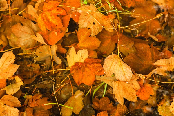 Oranje herfstbladeren als natuurlijke herfstachtergrond — Stockfoto